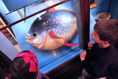 Children pointing to a museum display