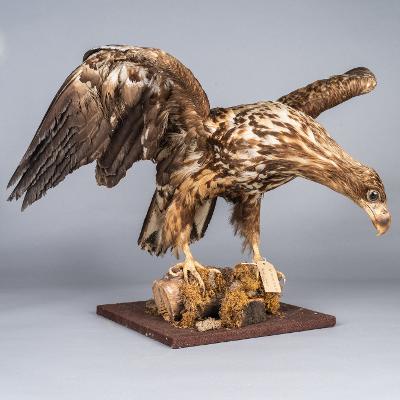 Eagle image